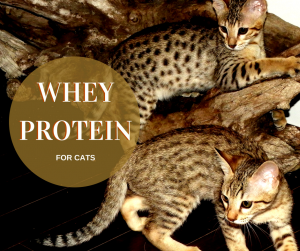 whey protein, cat
